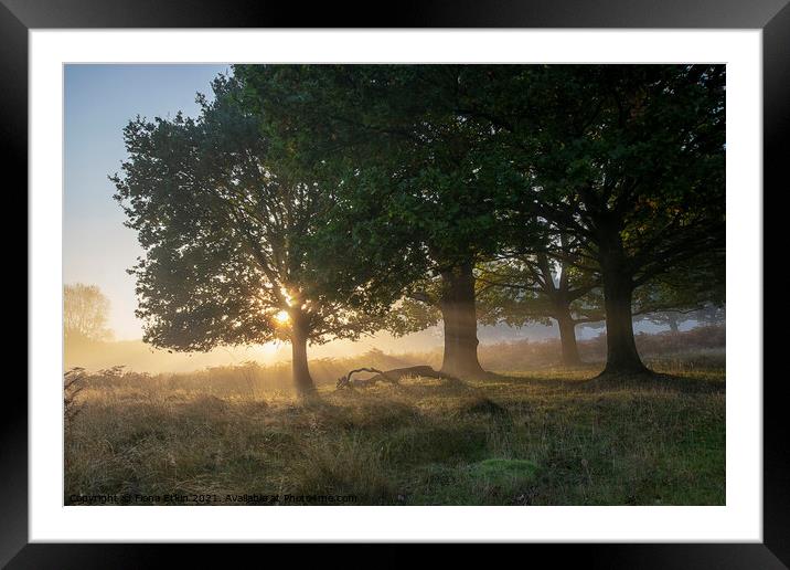 Daybreak through the trees Framed Mounted Print by Fiona Etkin