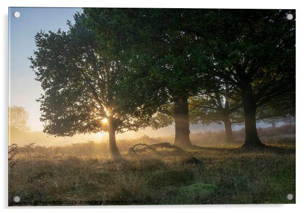 Daybreak through the trees Acrylic by Fiona Etkin