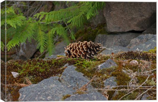 Pine Cone Canvas Print by Amy Rogers