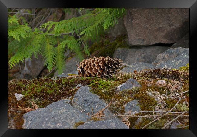 Pine Cone Framed Print by Amy Rogers
