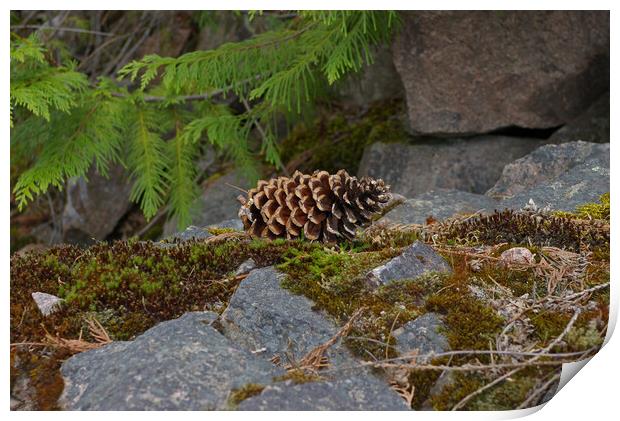 Pine Cone Print by Amy Rogers