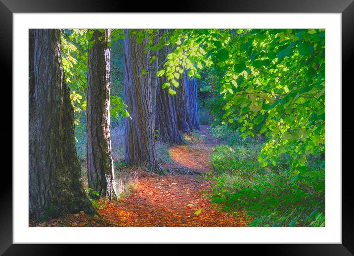 Agden Reservoir Woodland Landscape  Framed Mounted Print by Alison Chambers