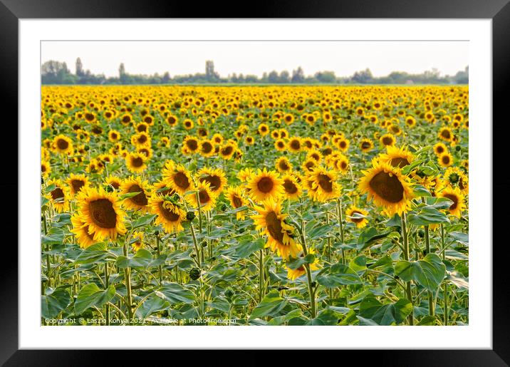 Sunflower field - Bekesszentandras Framed Mounted Print by Laszlo Konya