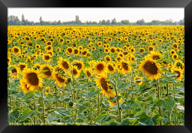 Sunflower field - Bekesszentandras Framed Print by Laszlo Konya