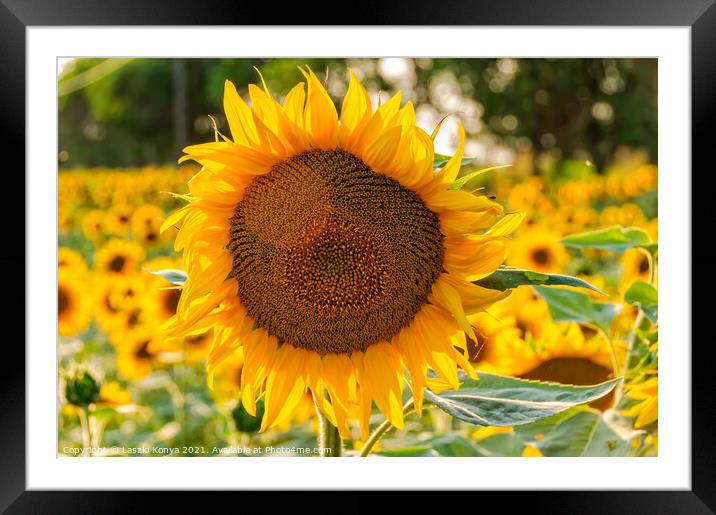 Blooming sunflowers - Bekesszentandras Framed Mounted Print by Laszlo Konya