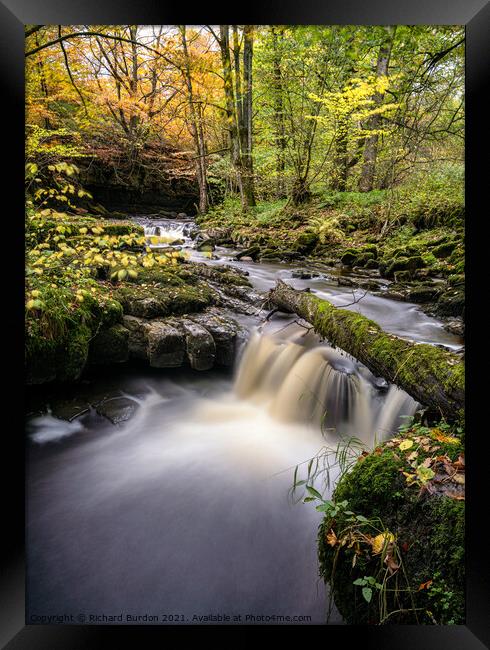 Autumn in Shaw Gill Wood Framed Print by Richard Burdon