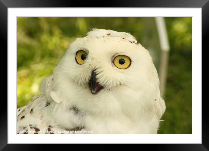 Snowy owl Framed Mounted Print by Craig ridd