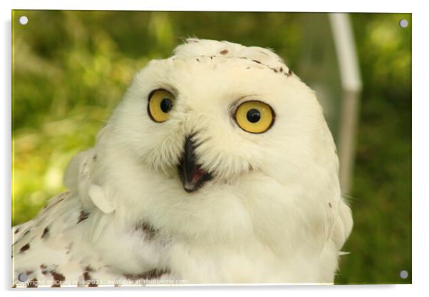 Snowy owl Acrylic by Craig ridd