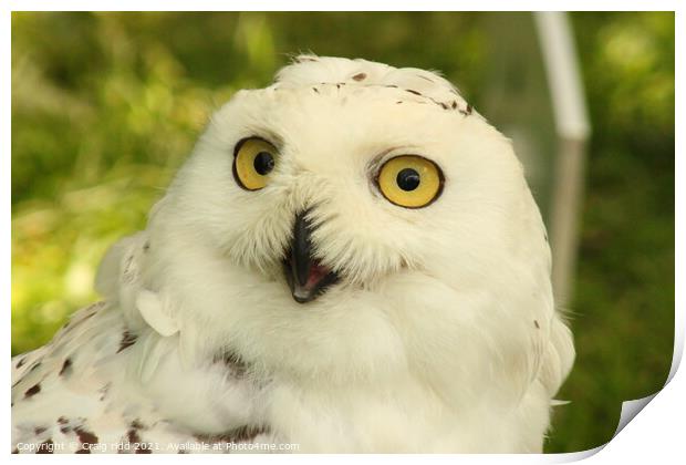 Snowy owl Print by Craig ridd