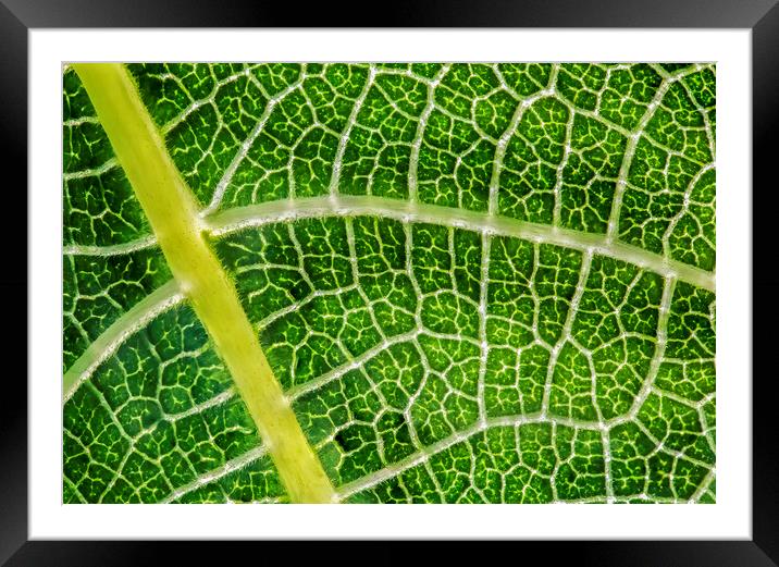 Networked Chlorophyll  Framed Mounted Print by Kelly Bailey