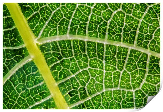 Networked Chlorophyll  Print by Kelly Bailey