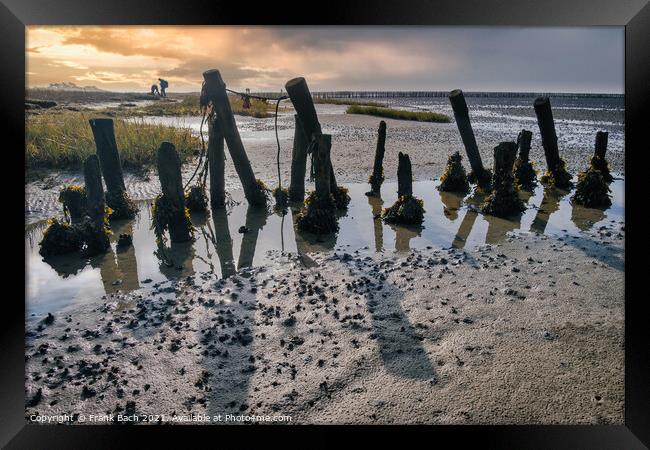 Poles on the beach on Mandoe in the wadden sea, Esbjerg Denmark Framed Print by Frank Bach