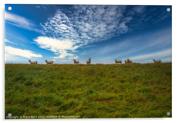 Sheep on a dyke in the wadden sea near Mandoe, Esbjerg, Denmark Acrylic by Frank Bach