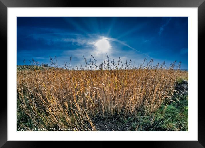 Rushes near the beach on the island Mandoe in the wadden sea, Es Framed Mounted Print by Frank Bach
