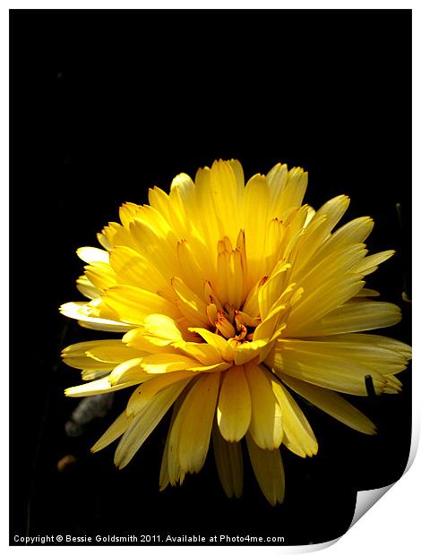 Yellow Flower Print by Bessie Goldsmith