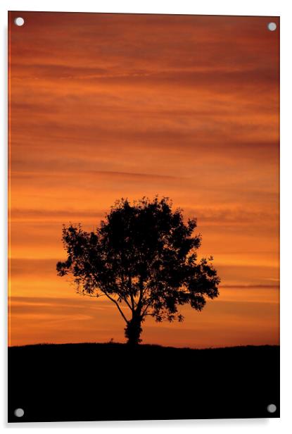 Cotsold sunrise Acrylic by Simon Johnson