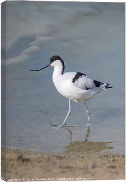 Avocet Canvas Print by James Rowland