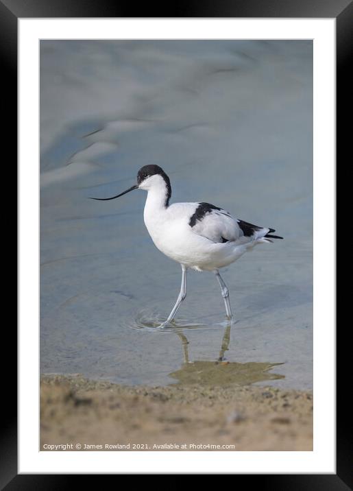 Avocet Framed Mounted Print by James Rowland