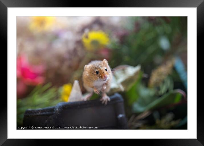 Dormouse Framed Mounted Print by James Rowland