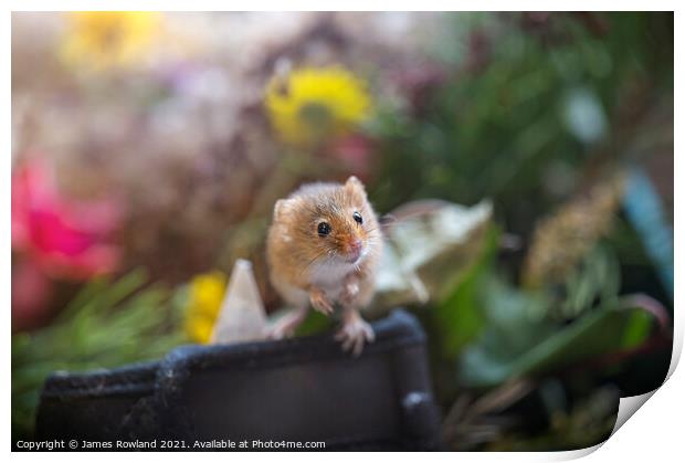 Dormouse Print by James Rowland