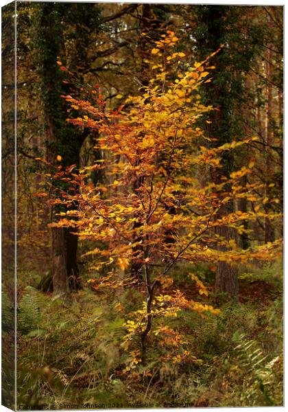 Sunlit Beech tree Canvas Print by Simon Johnson