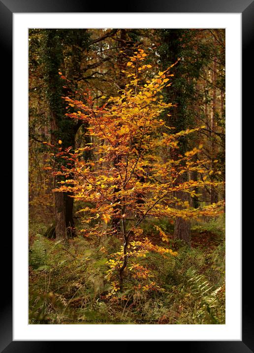 Sunlit Beech tree Framed Mounted Print by Simon Johnson