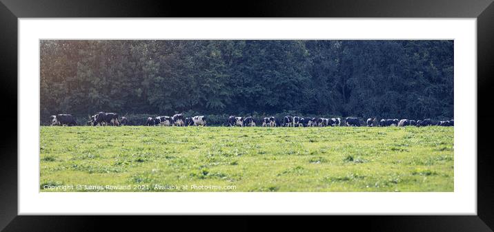 Cows Framed Mounted Print by James Rowland