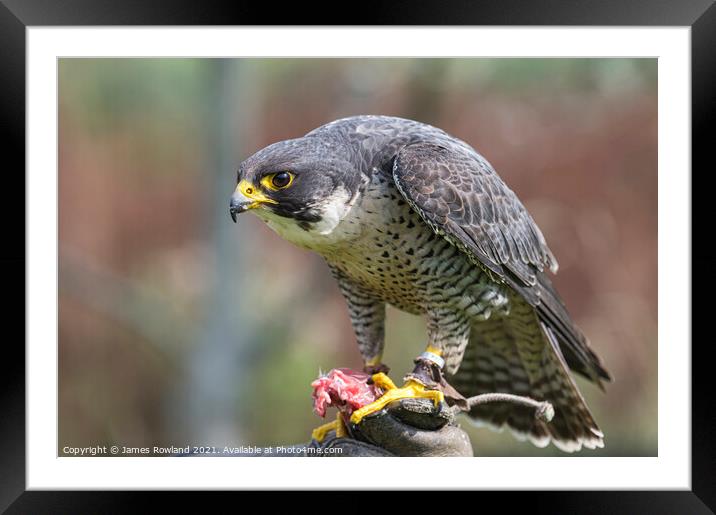 Peregrine Framed Mounted Print by James Rowland