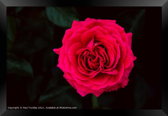 Red Garden Rose  Framed Print by Paul Tuckley