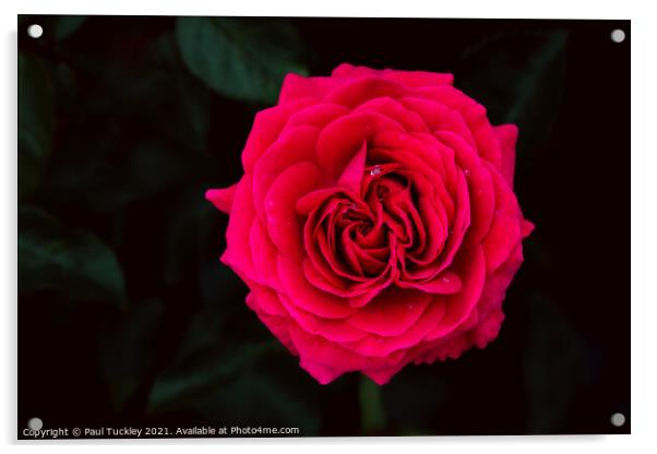 Red Garden Rose  Acrylic by Paul Tuckley