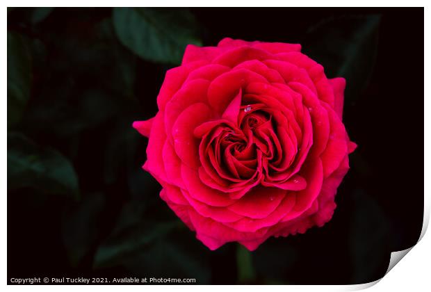 Red Garden Rose  Print by Paul Tuckley