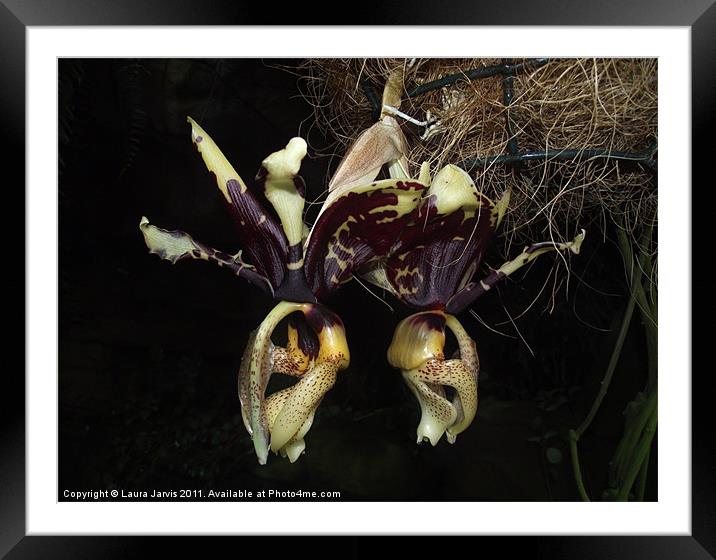 Orchid at Wisley Gardens Framed Mounted Print by Laura Jarvis