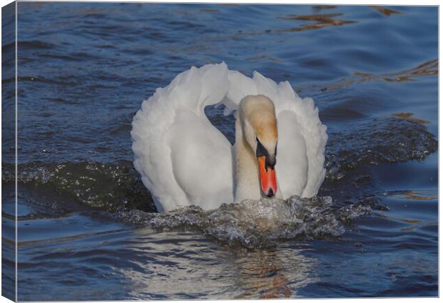 Swan Canvas Print by Rory Hailes