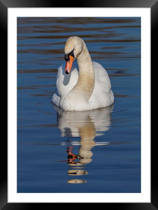 Swan I have my eye on you Framed Mounted Print by Rory Hailes