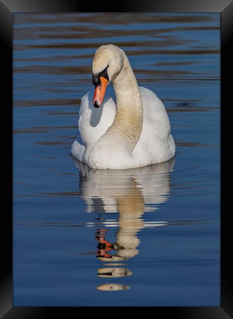 Swan I have my eye on you Framed Print by Rory Hailes