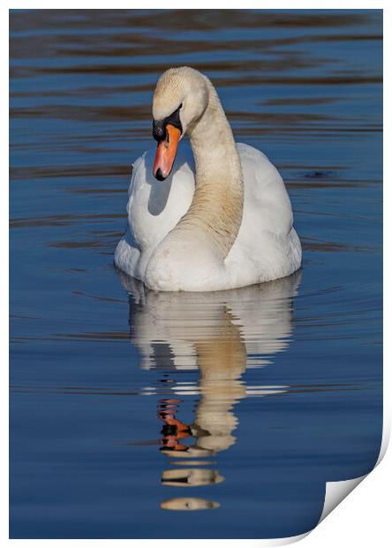 Swan I have my eye on you Print by Rory Hailes