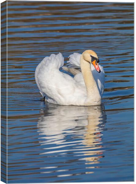 Swan watching you Canvas Print by Rory Hailes