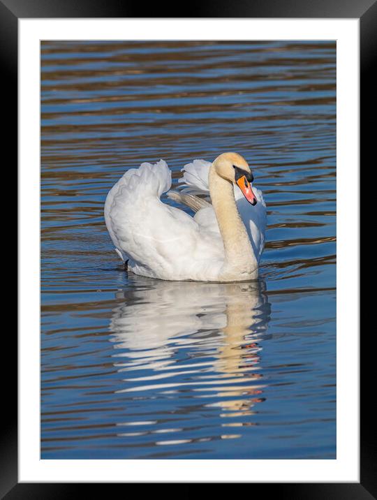 Swan watching you Framed Mounted Print by Rory Hailes