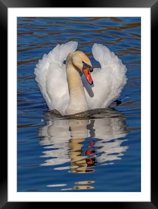 Swan watchful eye Framed Mounted Print by Rory Hailes