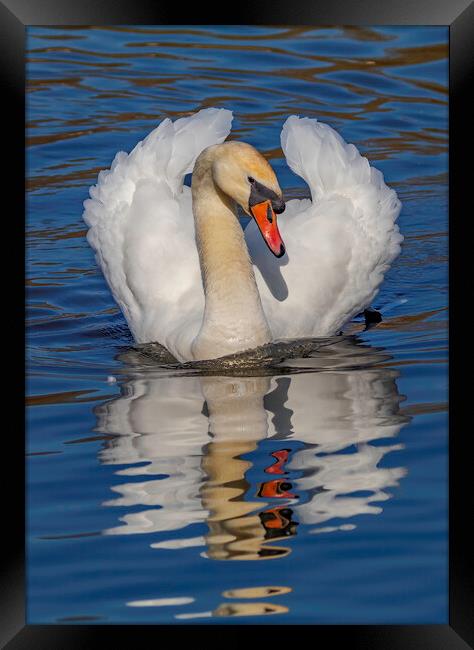 Swan watchful eye Framed Print by Rory Hailes