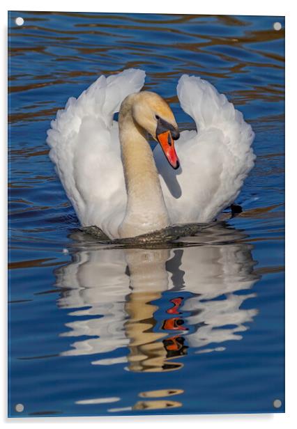 Swan watchful eye Acrylic by Rory Hailes