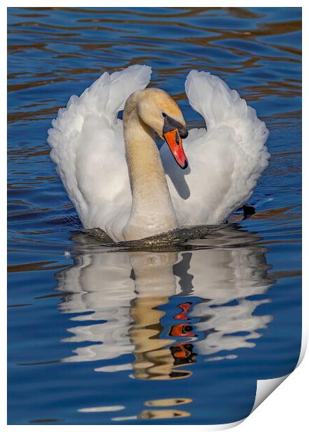 Swan watchful eye Print by Rory Hailes