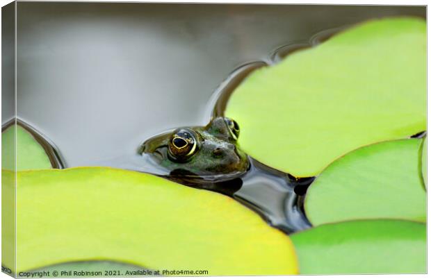 Pool Frog (in a pool) Canvas Print by Phil Robinson