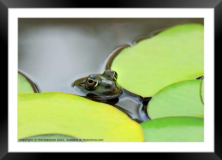 Pool Frog (in a pool) Framed Mounted Print by Phil Robinson