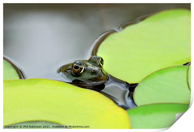 Pool Frog (in a pool) Print by Phil Robinson