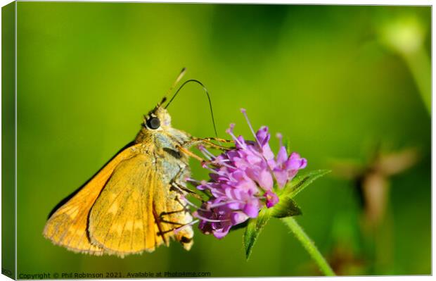 Large Skipper Butterfly Canvas Print by Phil Robinson