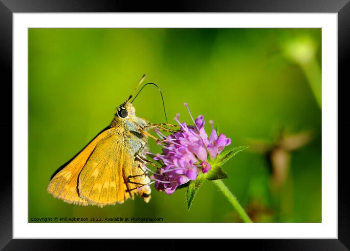 Large Skipper Butterfly Framed Mounted Print by Phil Robinson