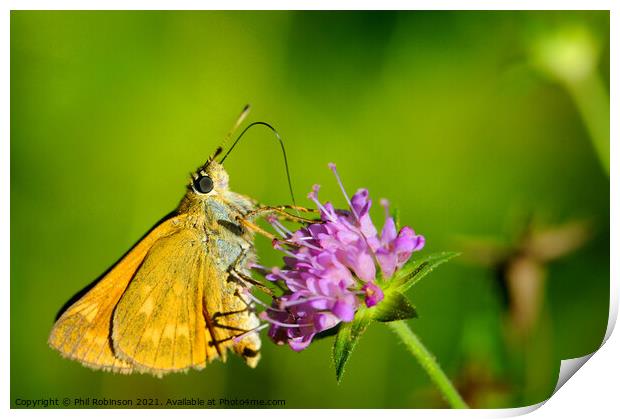 Large Skipper Butterfly Print by Phil Robinson