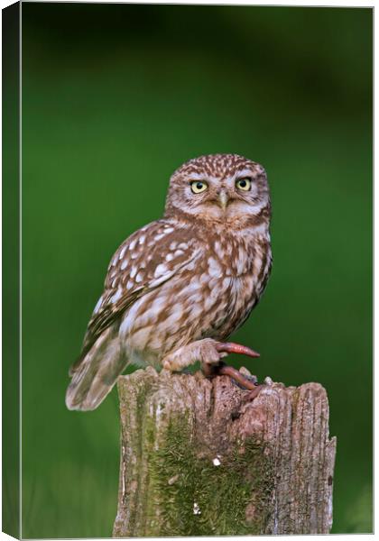 Little Owl with Worm Canvas Print by Arterra 
