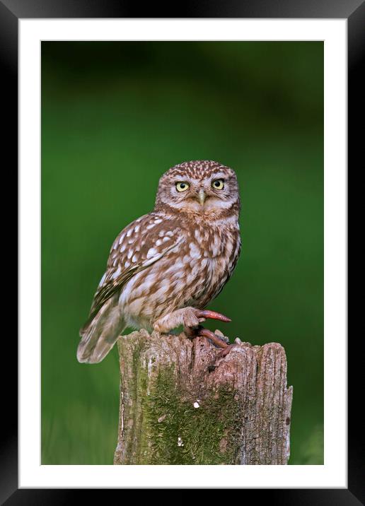 Little Owl with Worm Framed Mounted Print by Arterra 